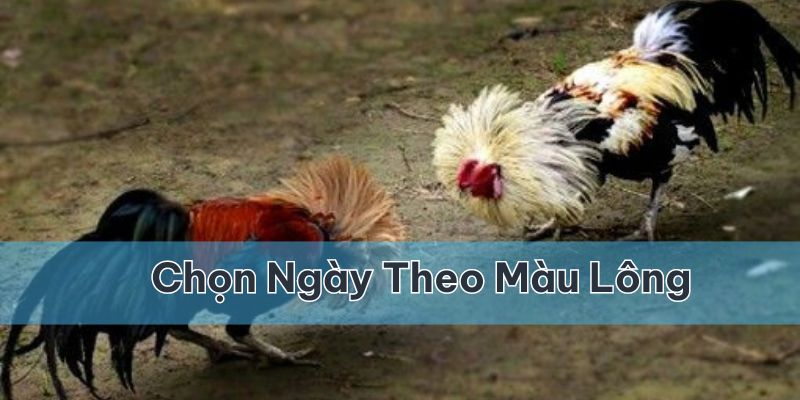 Dựa vào màu lông của chiến kê để coi ngày đá gà phù hợp